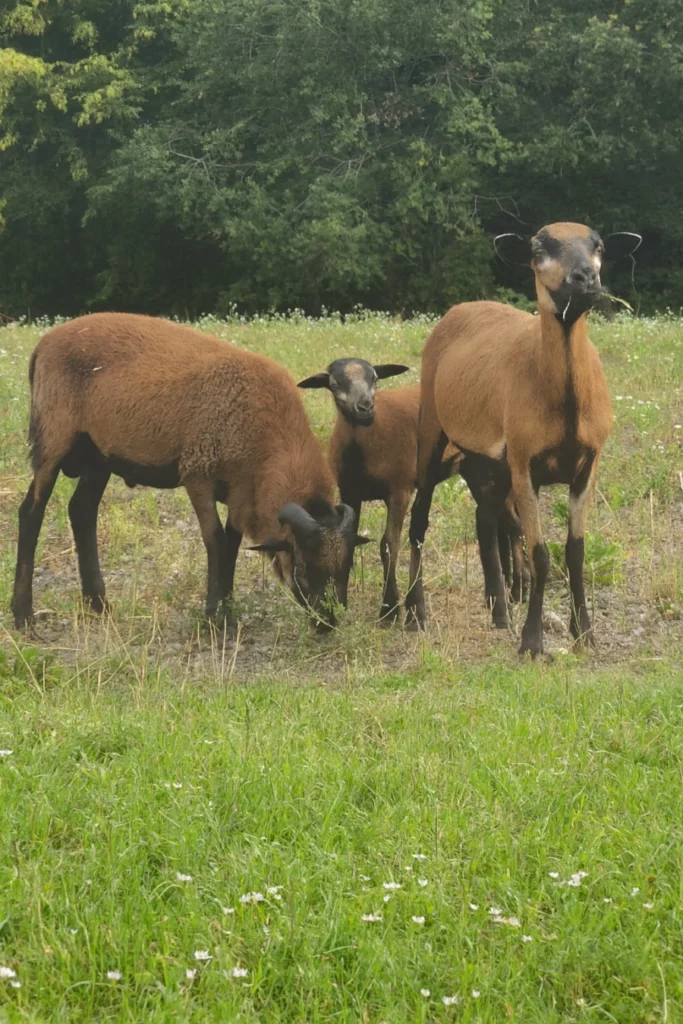 NSTI - RESEAUX INCENDIE - ECO PATURAGE - MOUTONS - RSE - écoresponsable